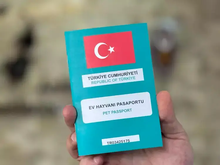 31 Aralık 2025’e Kadar Zorunlu! Tüm Kedi ve Köpek Sahiplerinin Yapmak Zorunda Olduğu İşlem