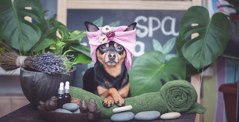 Dog Spa_edited.jpg