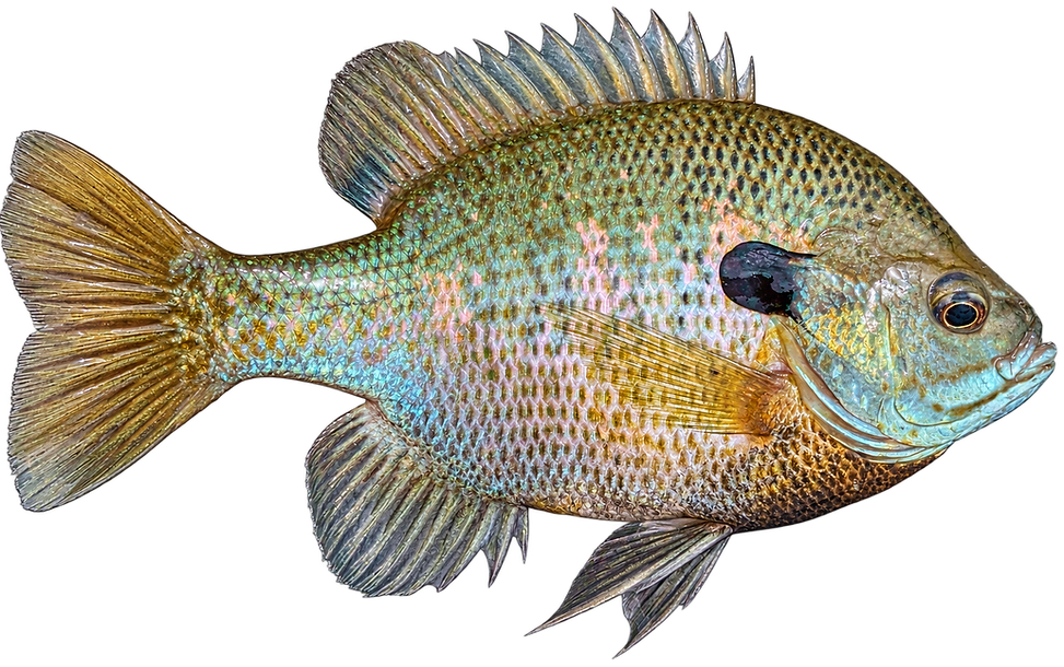 Bluegill Sunfish
