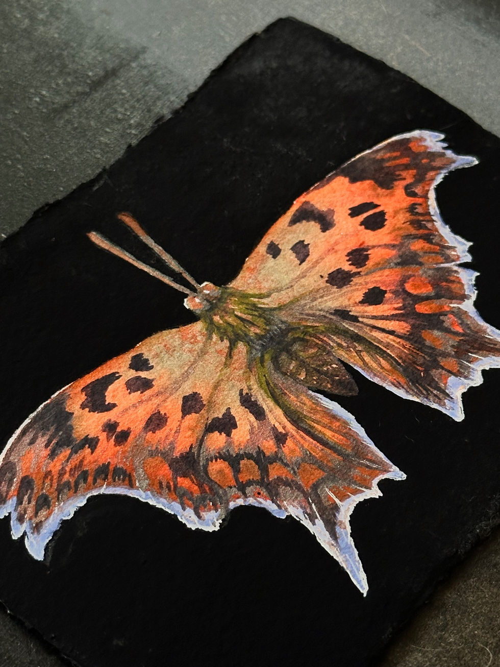 Unknown Moth