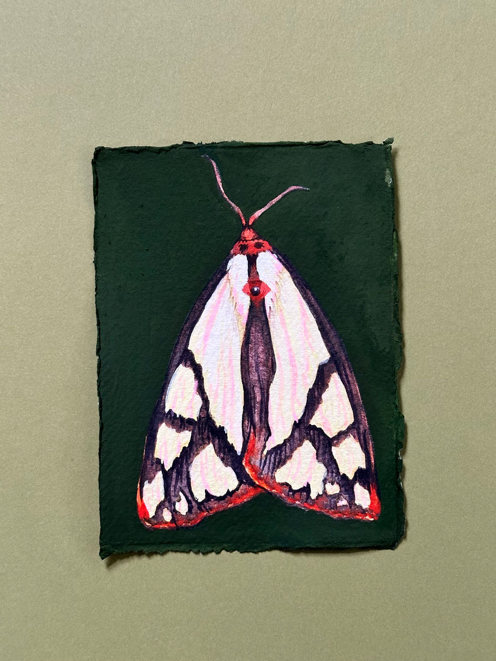 Colona Moth