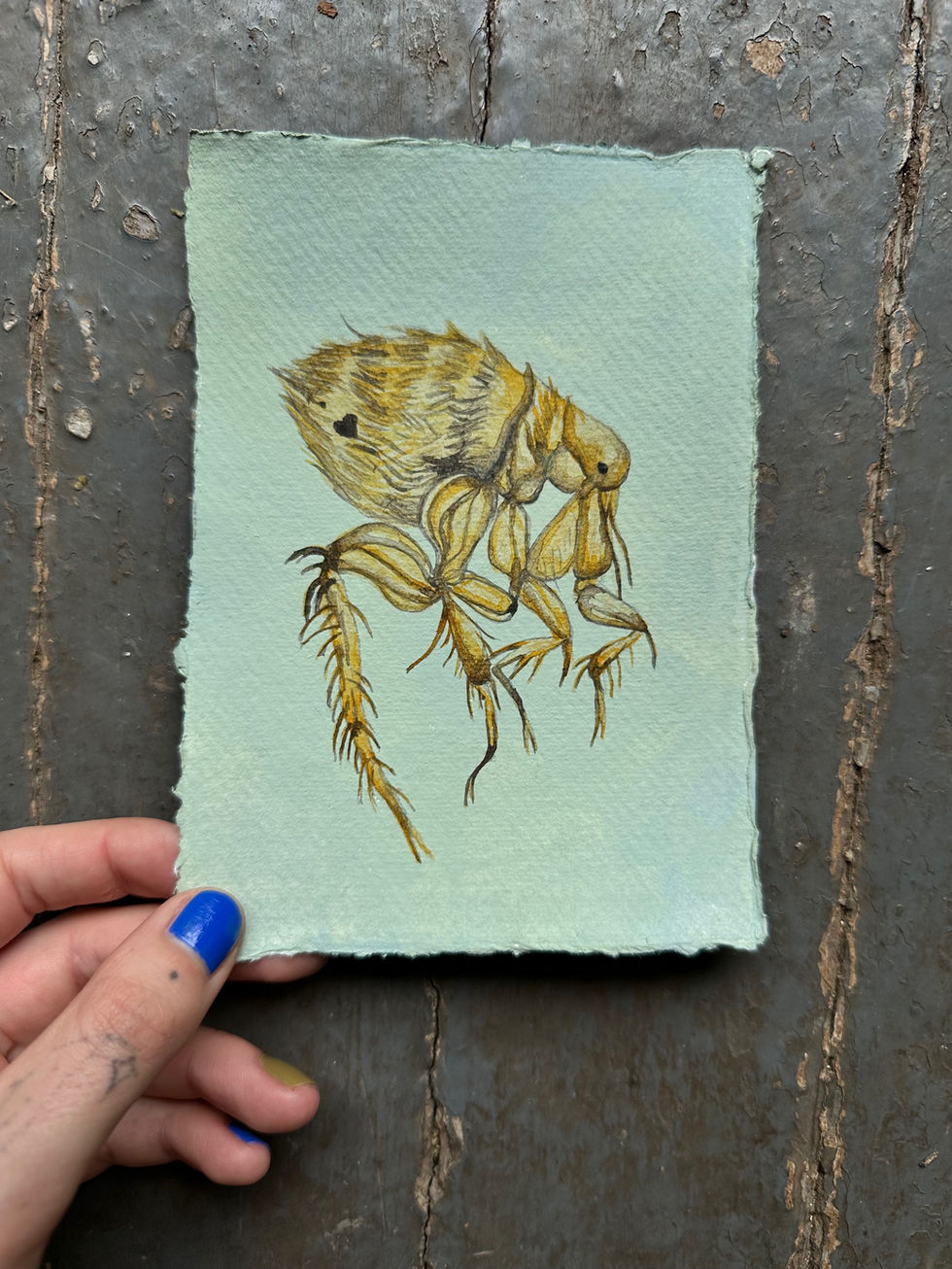 Oriental Rat Flea
