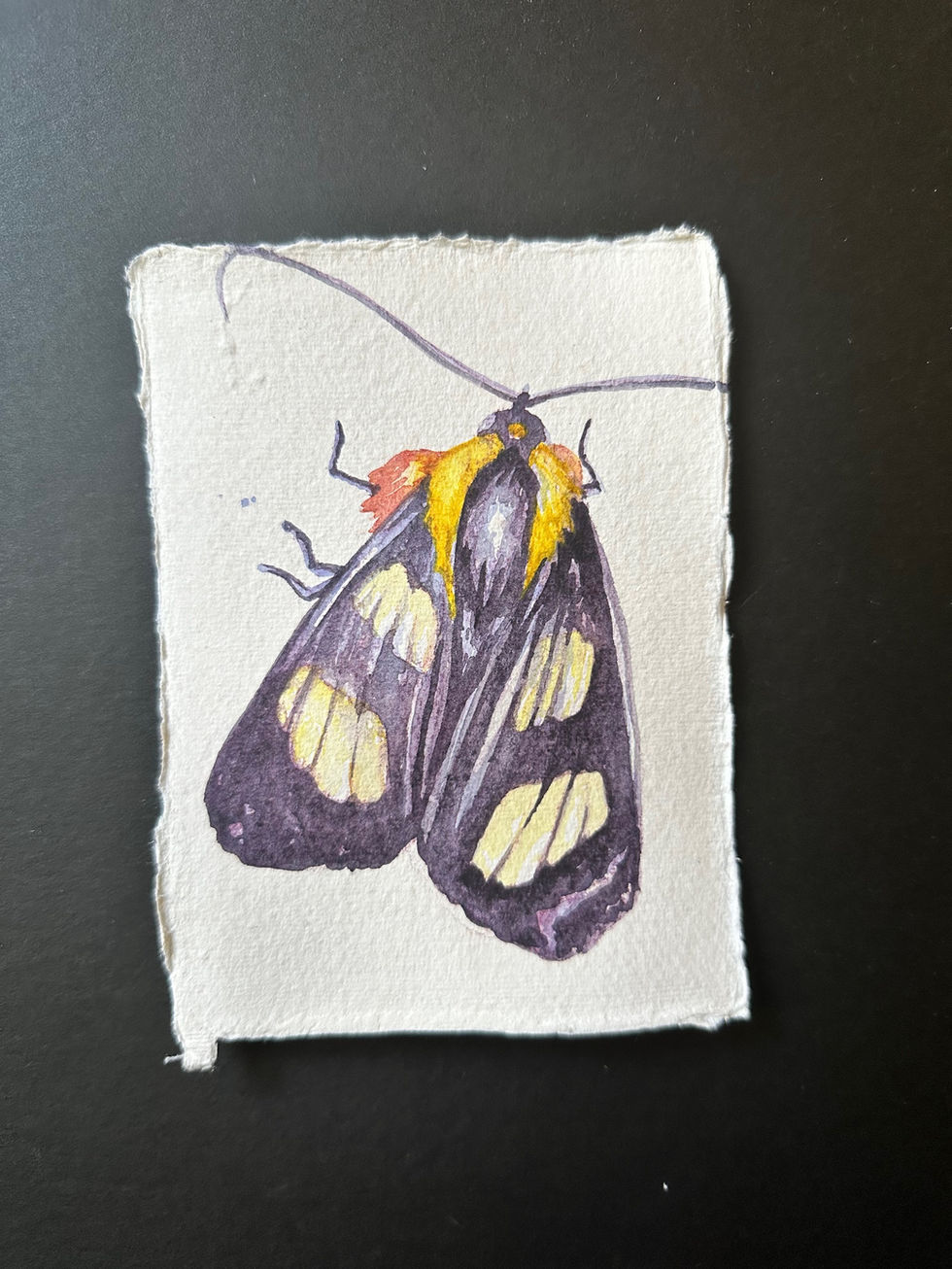 Unknown Moth