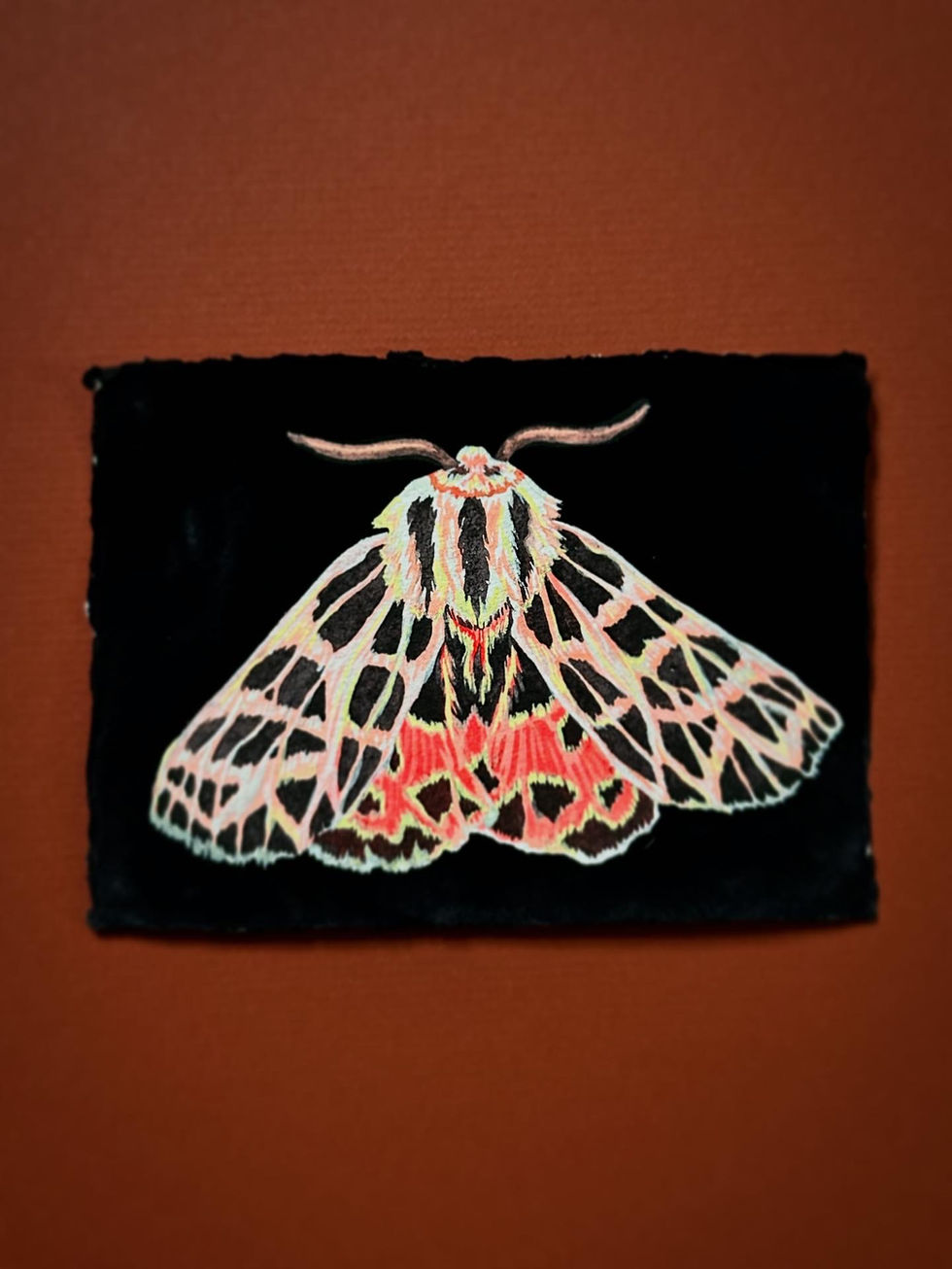 Ornate Tiger Moth