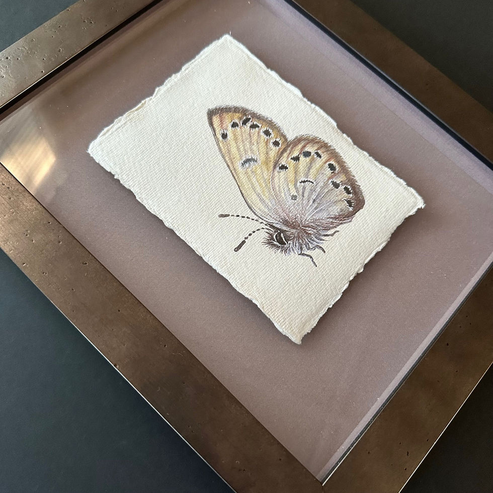 Silvery Butterfly
