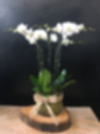 Phal 6 Stem in Vase