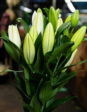 Lily