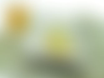 白菜と鶏の重ね蒸し煮