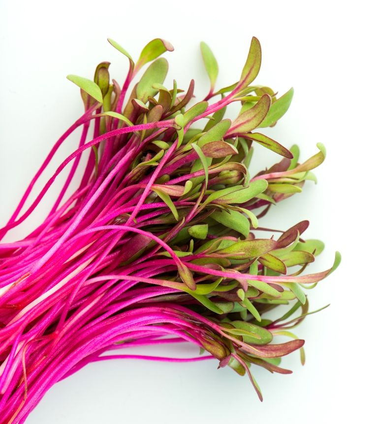 Beet