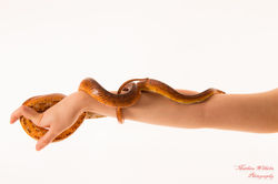 2018-03-31 Fanny 34 eme -Yannick - serpents (62)