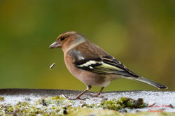 2019-11-30 Oiseaux chez Guy (16)