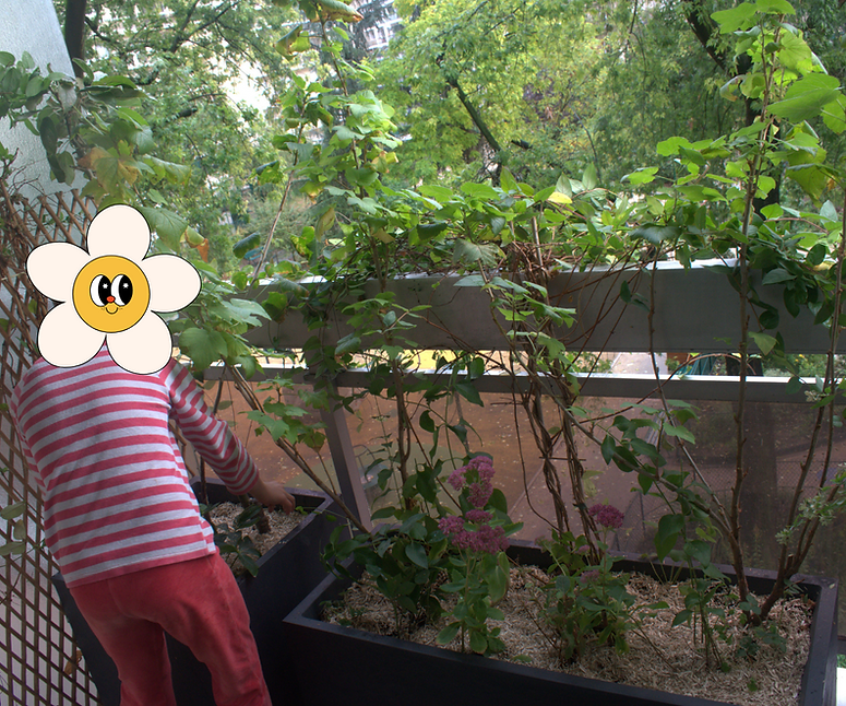 Enfant récoltant des fraises dans un bac potager sur un balcon parisien
