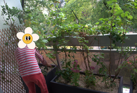 Balcon comestible pour enfants à Paris 17e : jardinières de petits fruits, orientation nord-est