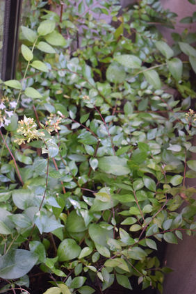 Floraison de l'abelia : écran de verdure balcon cabinet médical Paris 16e