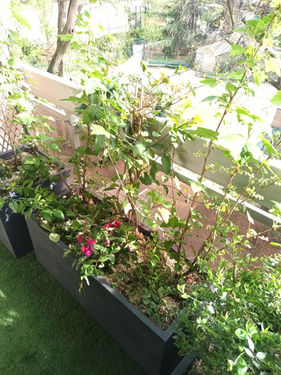 Balcon d'enfants au printemps à Paris 17e : menthe, fleurs, fruits sur balcon