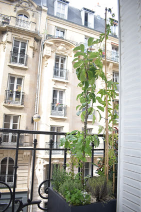 Balcon comestible Paris 18e : pommier colonnaire et cerisier nain en jardinières, vue haussmannienne