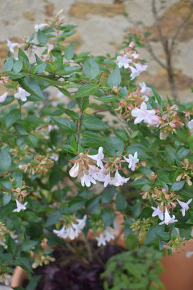 Fleurs d'abélia blanc rosé : patio comestible Levallois, aménagement sur mesure