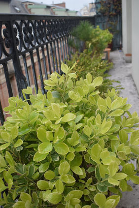 Fusain panaché en brise-vue : balcon entretenu Paris 6e