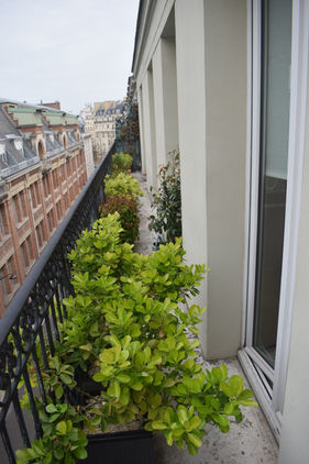 Aucuba panaché revigoré après entretien : balcon Paris 6e