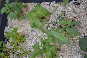Jeune plant de basilic thaï : jardinière d'aromatiques terrasse Saint-Ouen