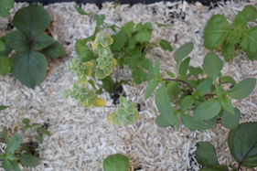 Jardinière d'aromatiques rares : shiso pourpre, basilic thaï, coriandre, terrasse Saint-Ouen