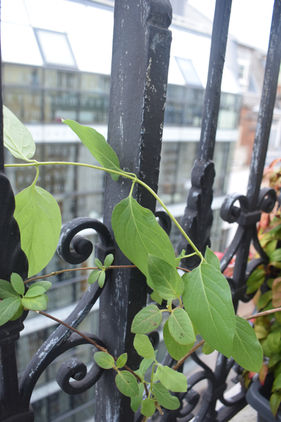 Chèvrefeuille grimpant sur le garde-corps : balcon brise-vue Paris 6e