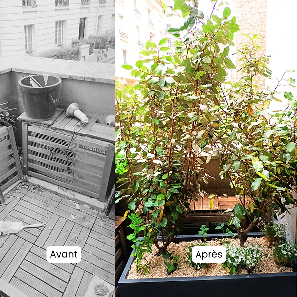 Balcon de cabinet médical Paris 16e avant après végétalisation brise-vue : eleagnus, abelia