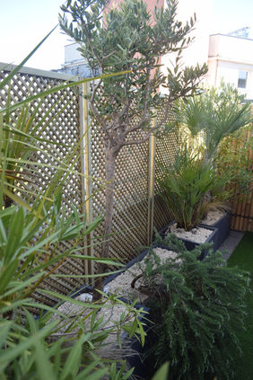 Olivier et palmier en jardinières sur une terrasse Saint-Ouen : nouveaux panneaux brise-vue
