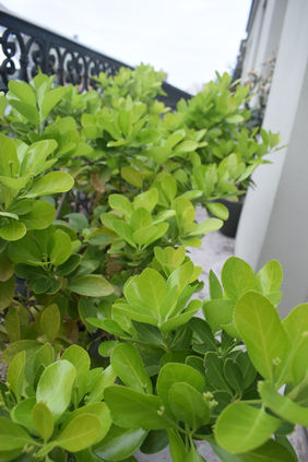 Balcon végétalisé Paris 6e : brise-vue et aromatiques, vue sur les toits