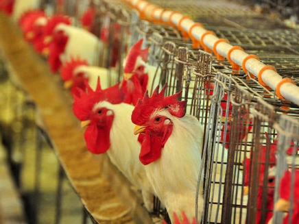 Gripe aviária: Ministério da Agricultura suspende realização de feiras com aves