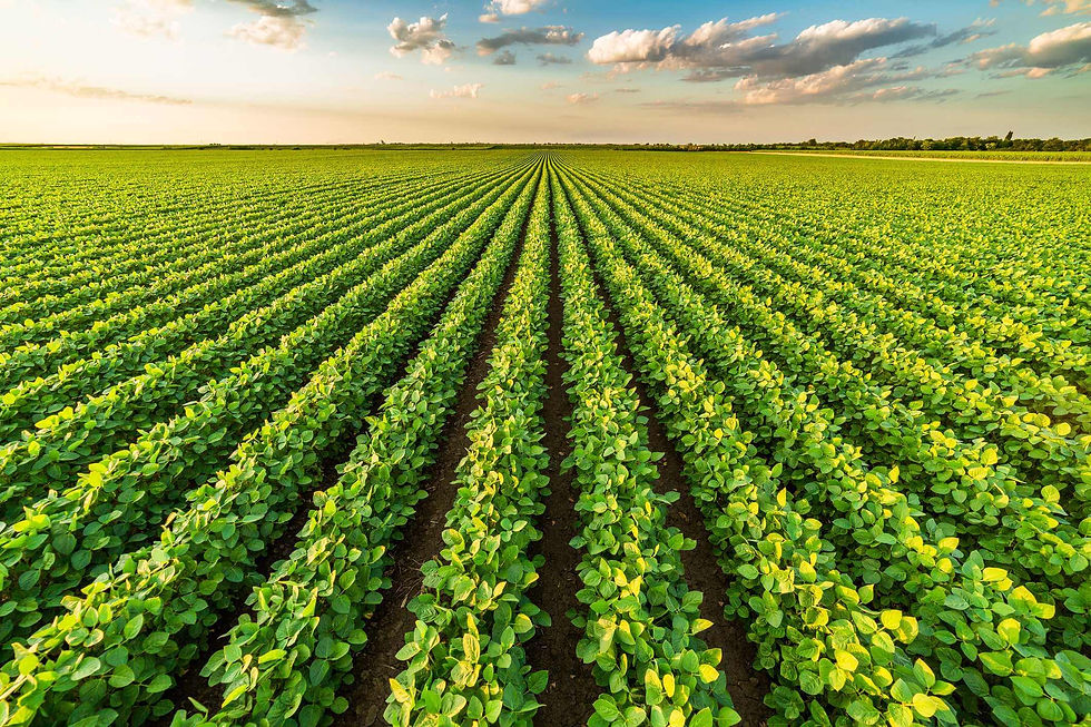 Produtores estão otimistas com a safra de soja