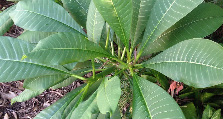 Organic Brisbane Gardening Seeds Naturally Grown Bray Park Qld Organic Gardening Brisbane
