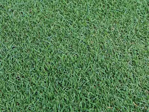 Bermuda vs. Zoysia: Which Grass Is Best for Your MidSouth Lawn?
