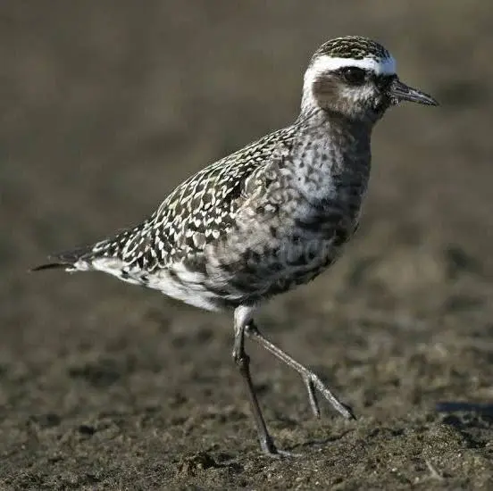 Speckled shorebird walking on ground