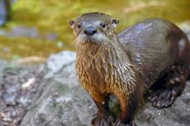 Wet otter standing on a rock