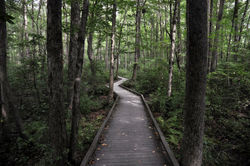 The Great Swamp