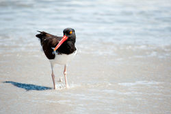 American Oystercatcher