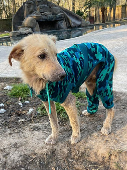 Dog in pajamas 