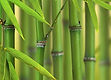 Bamboo.jpg