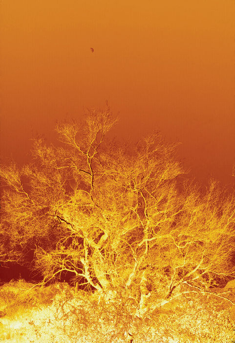 Tree shot wit Vericolor SO-279 film.