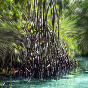 Mangrove