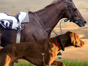 SEVA Spirulina for Performance Animals: Horses and Dogs