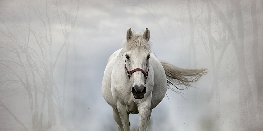 Untitled (Canva Banner).png