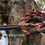 Thumbnail: Black / Metallic Copper Martingale Lead