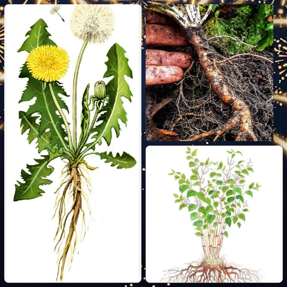 Root Work: Using weeds for medicine during the cold weather months