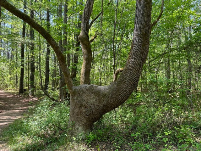 Unusual tree formation in woods