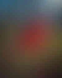 Oak tree's bright fall colors