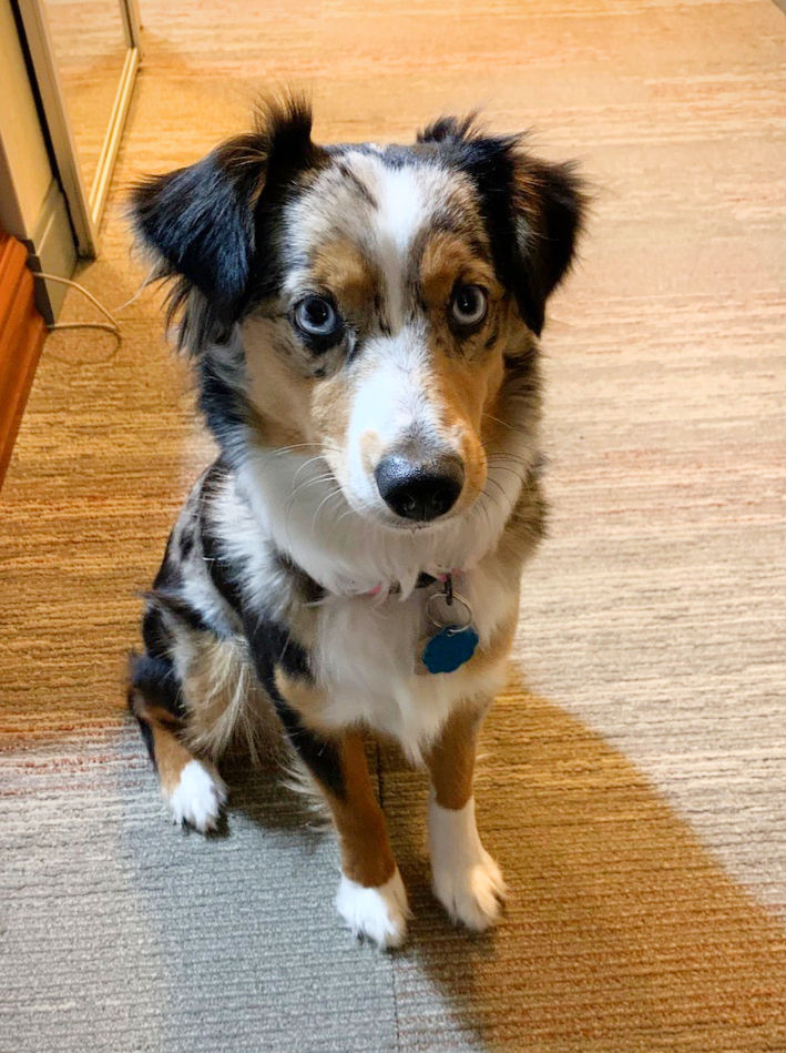 Evie - Aussie Shepherd Mini