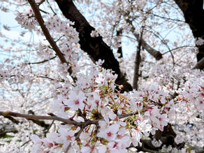 桜〜🌸