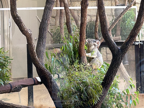 動物園デート🐨
